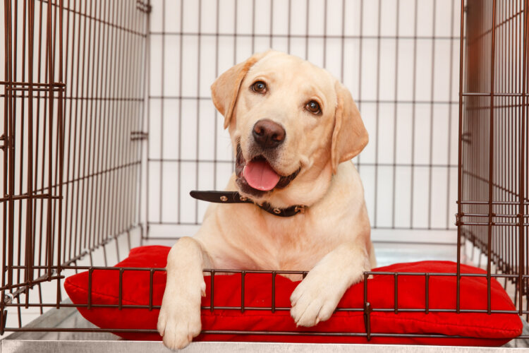 5 Best Travel Crates for Large Dogs