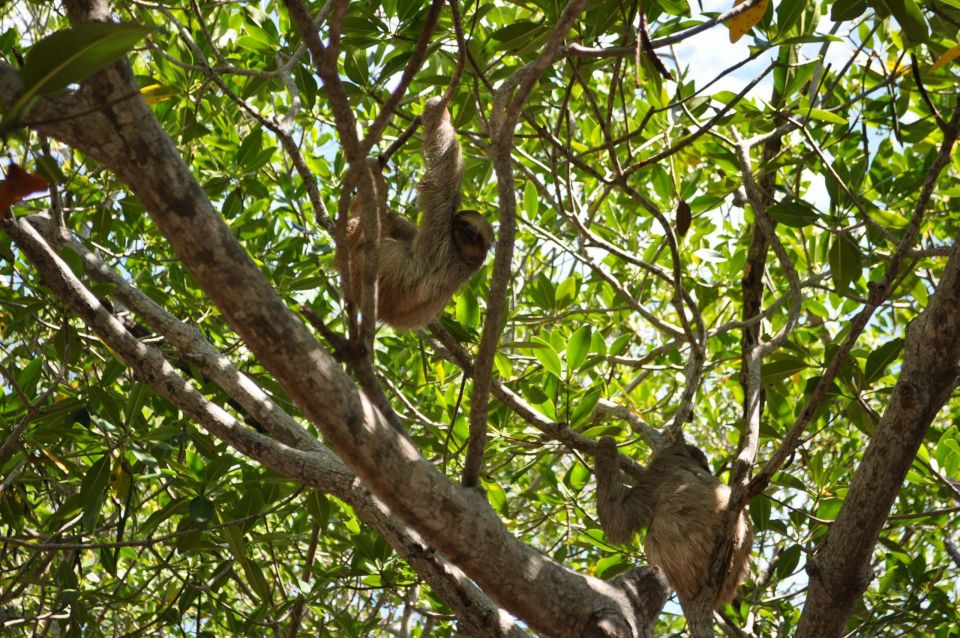 Roatan: Sloth and Monkey Sanctuary & Chocolate Tasting Tour